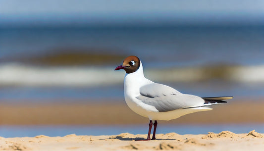 A Black-headed Gull standing on a sandy beach with the ocean in the background. The gull has a dark chocolate-brown head, white body, and pale grey wings with black tips.