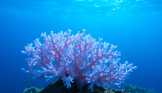 Discovering the Beauty of Acropora tenuis: A Captivating Coral Species