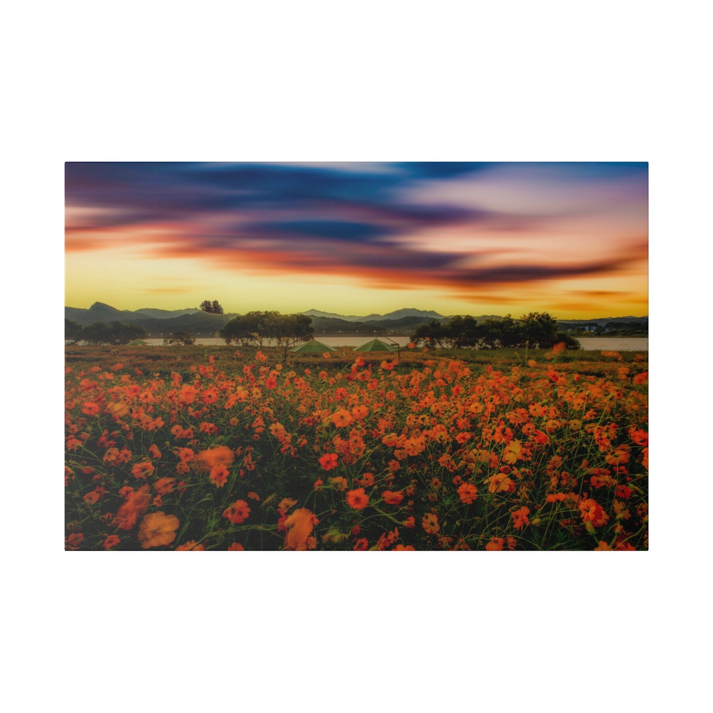 The blissful evening light bathes a field of flowers, with the setting sun casting a warm glow over the colorful petals, enhancing their beauty.