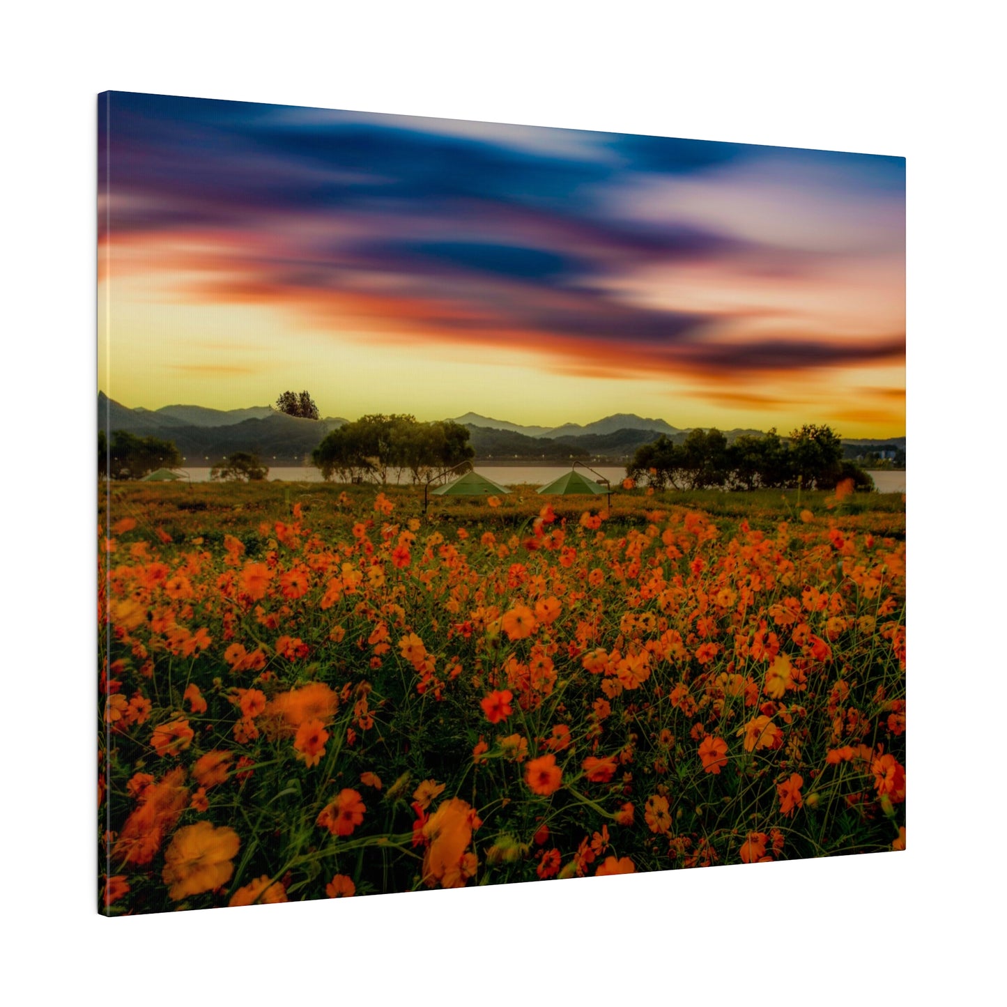 An evening glow settles over a field of flowers, capturing the tranquil beauty of nature as the sky transitions from day to night.