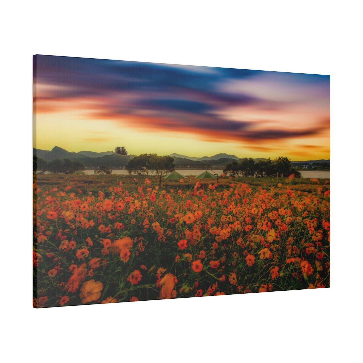 The sun sets over a meadow of flowers, casting a beautiful glow over the vibrant petals and creating a picturesque natural scene.