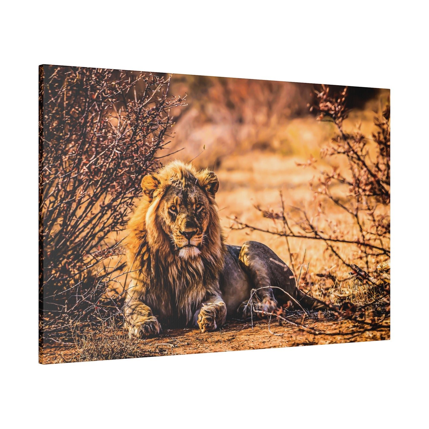 A majestic African lion resting in the savannah, surrounded by dry vegetation. The lion's regal appearance and intense gaze capture the essence of the wild.