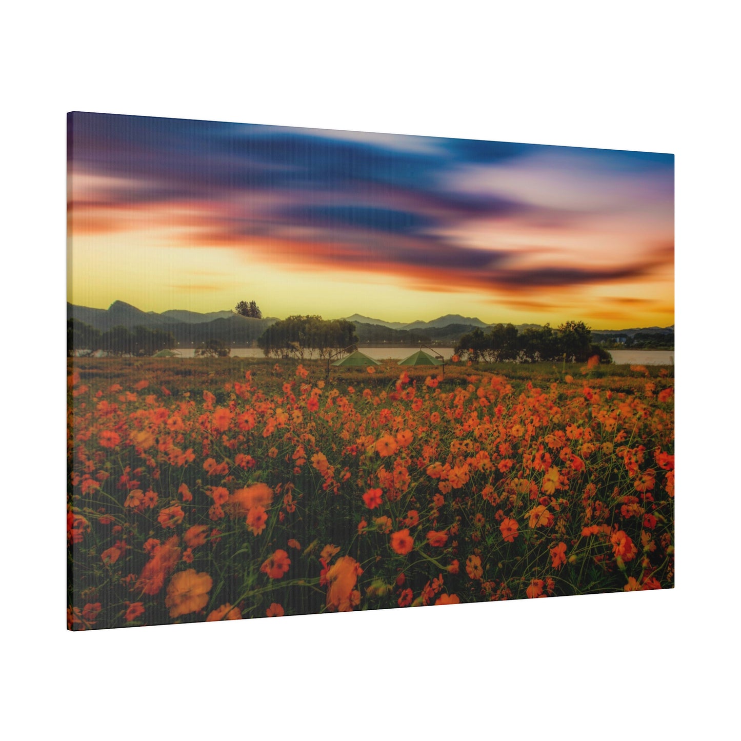 A field of flowers radiates under the dusky sky, with the vibrant colors of the petals illuminated by the soft light of sunset.