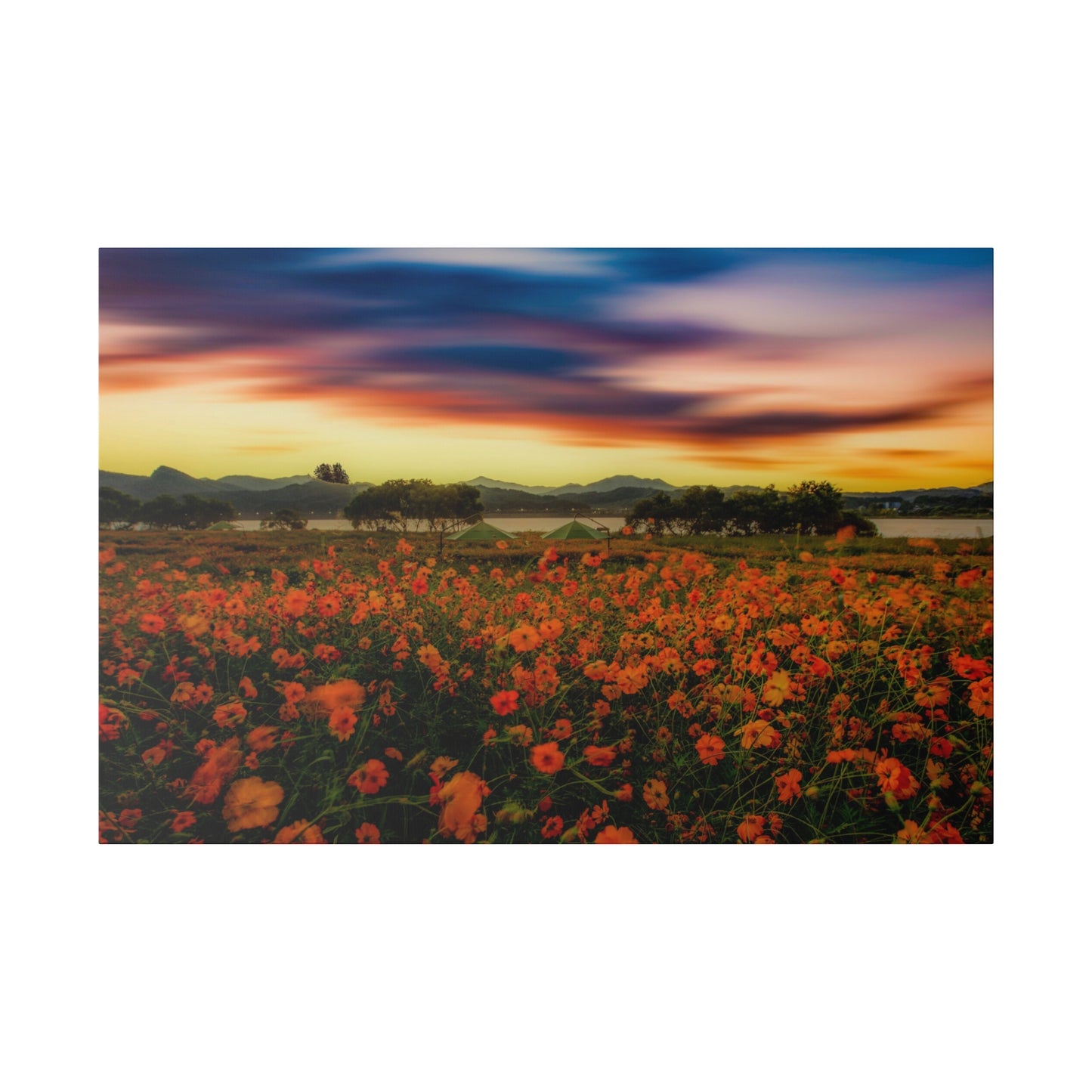 The splendor of sunset over a field of flowers, with the sky ablaze in warm hues and the blossoms illuminated by the golden light.