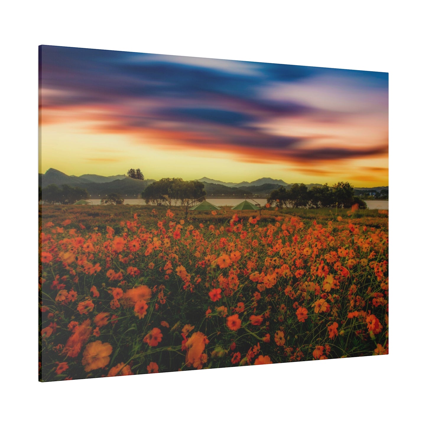 A meadow of flowers is bathed in the golden light of sunset, with the vibrant colors of the petals contrasting against the darkening sky.