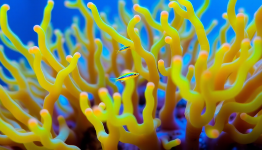 Close-up of a bright yellow Euphyllia ancora coral with branched, finger-like structures and two small neon damselfish swimming among it.