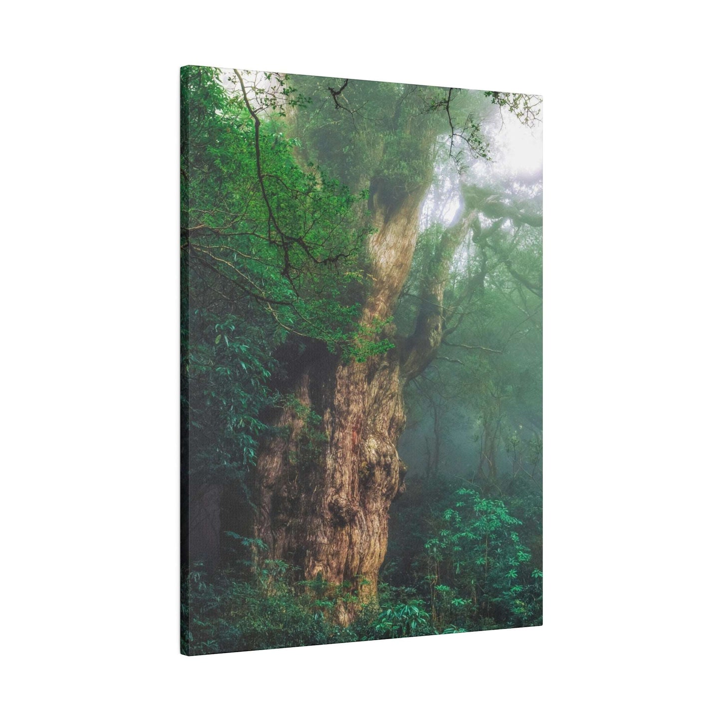 Enchanted Forest: Ancient Tree Canvas Art