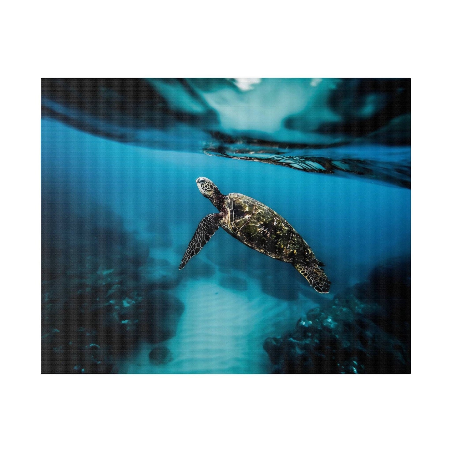 a sea turtle swimming in the ocean