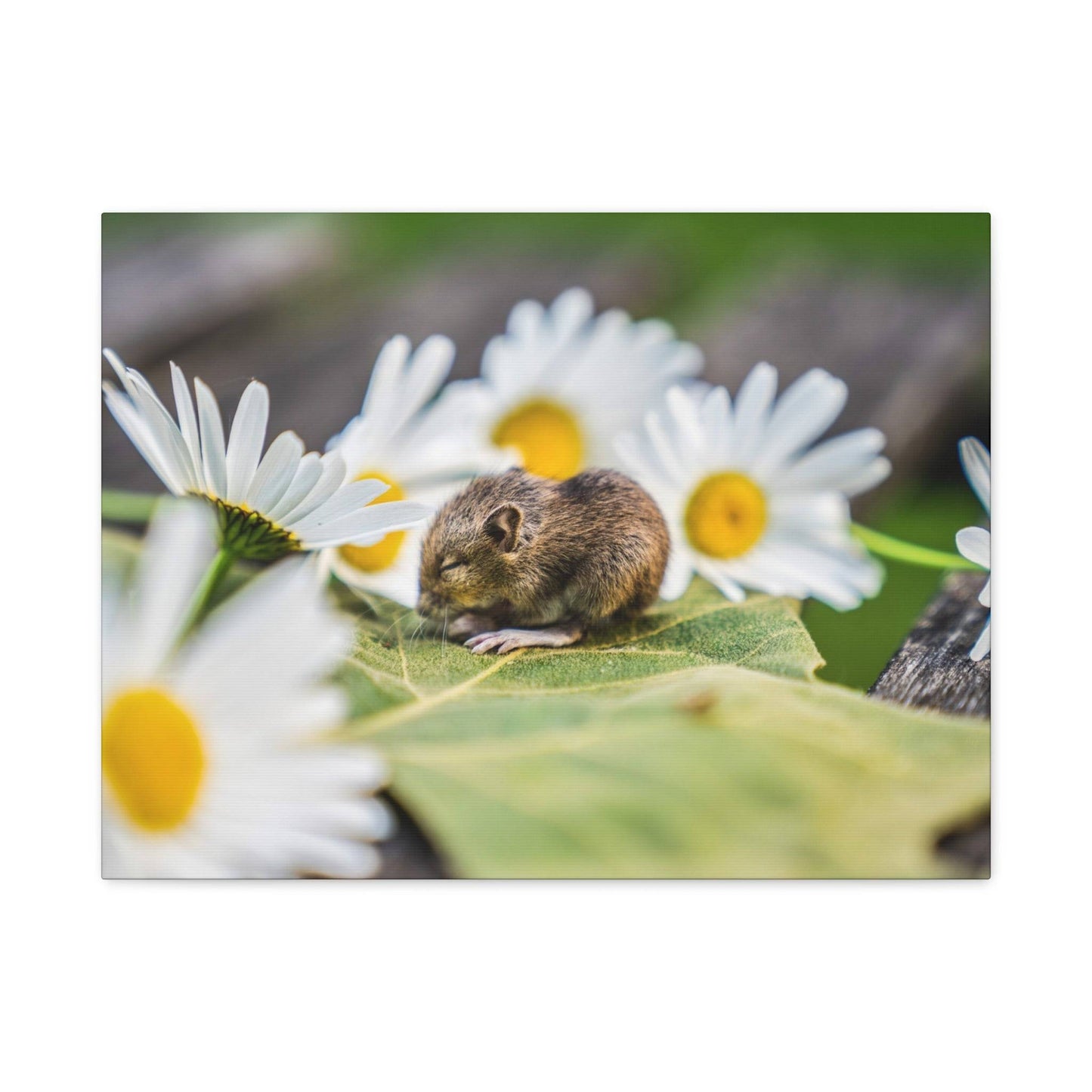 a mouse sitting on a leaf surrounded by daisies