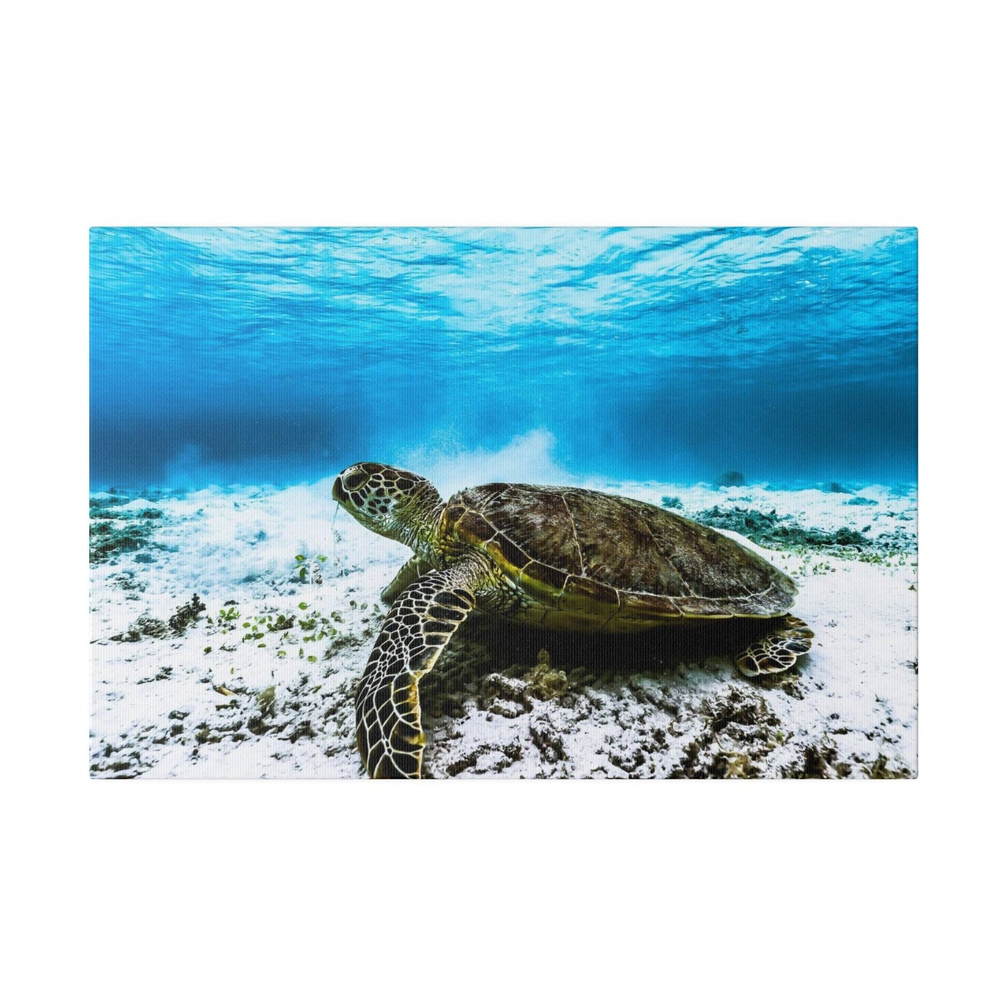 Reef Guardian: Sea Turtle Underwater Canvas Art