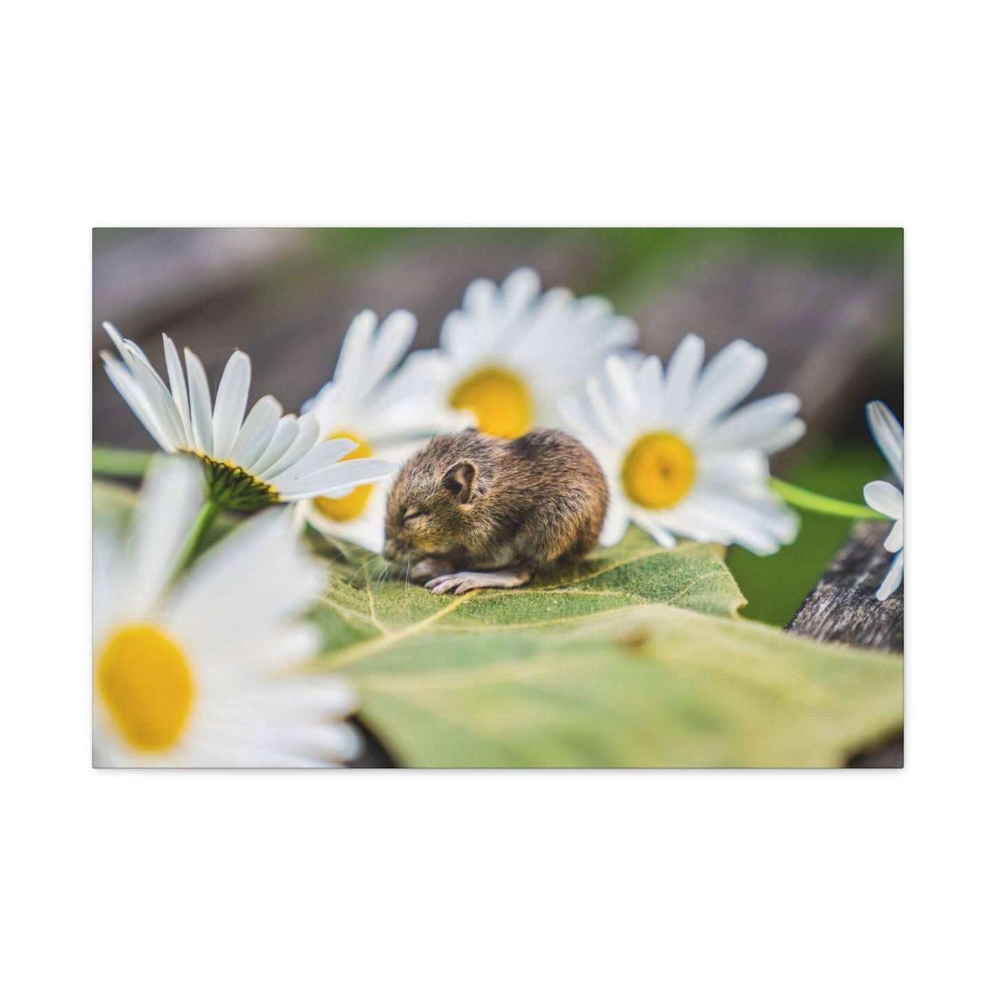 a mouse sitting on a leaf surrounded by daisies