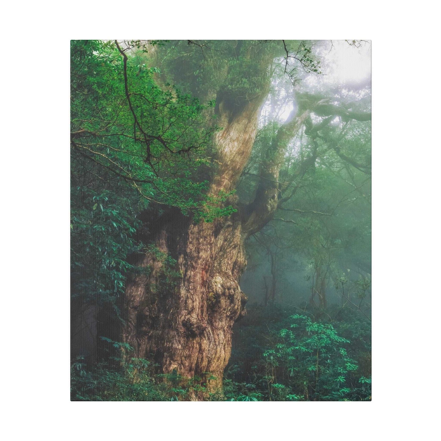 Enchanted Forest: Ancient Tree Canvas Art