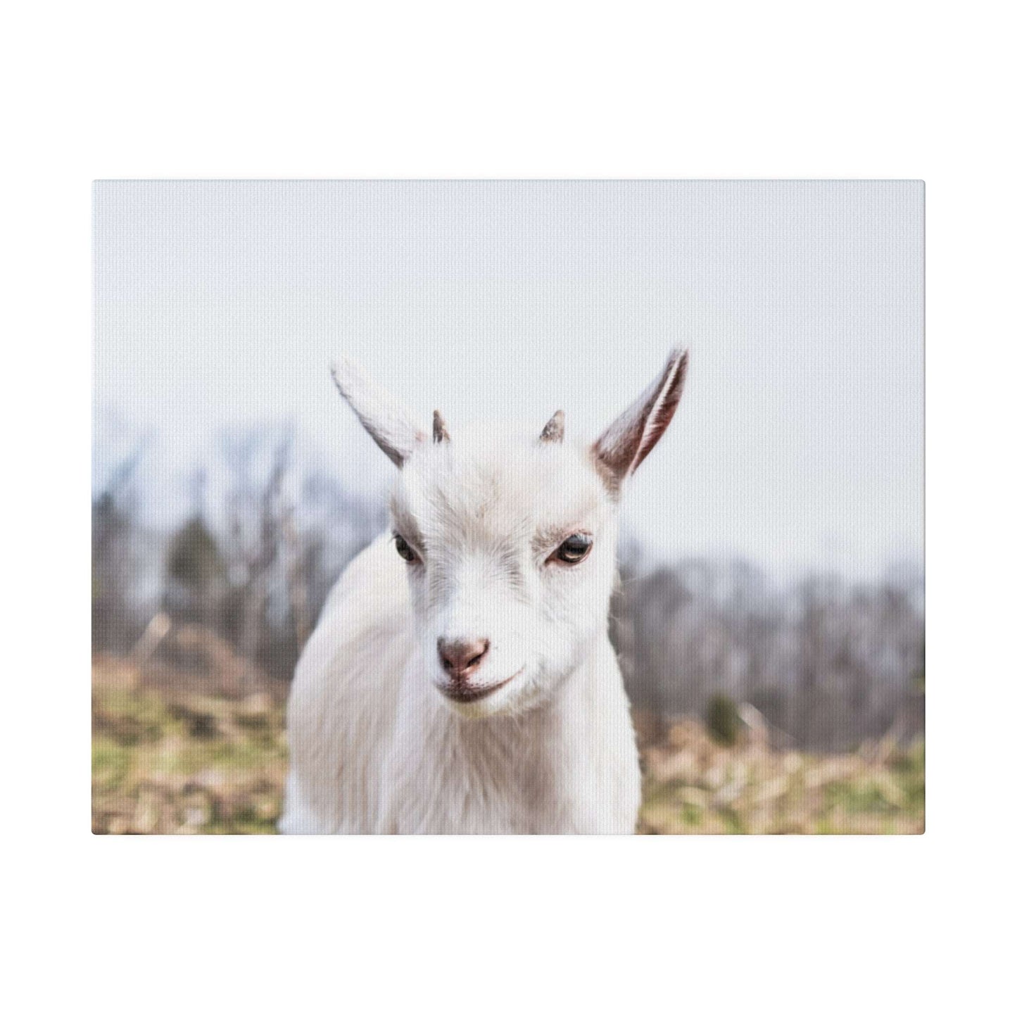 Curious Kid: Charming Goat Portrait Canvas Art