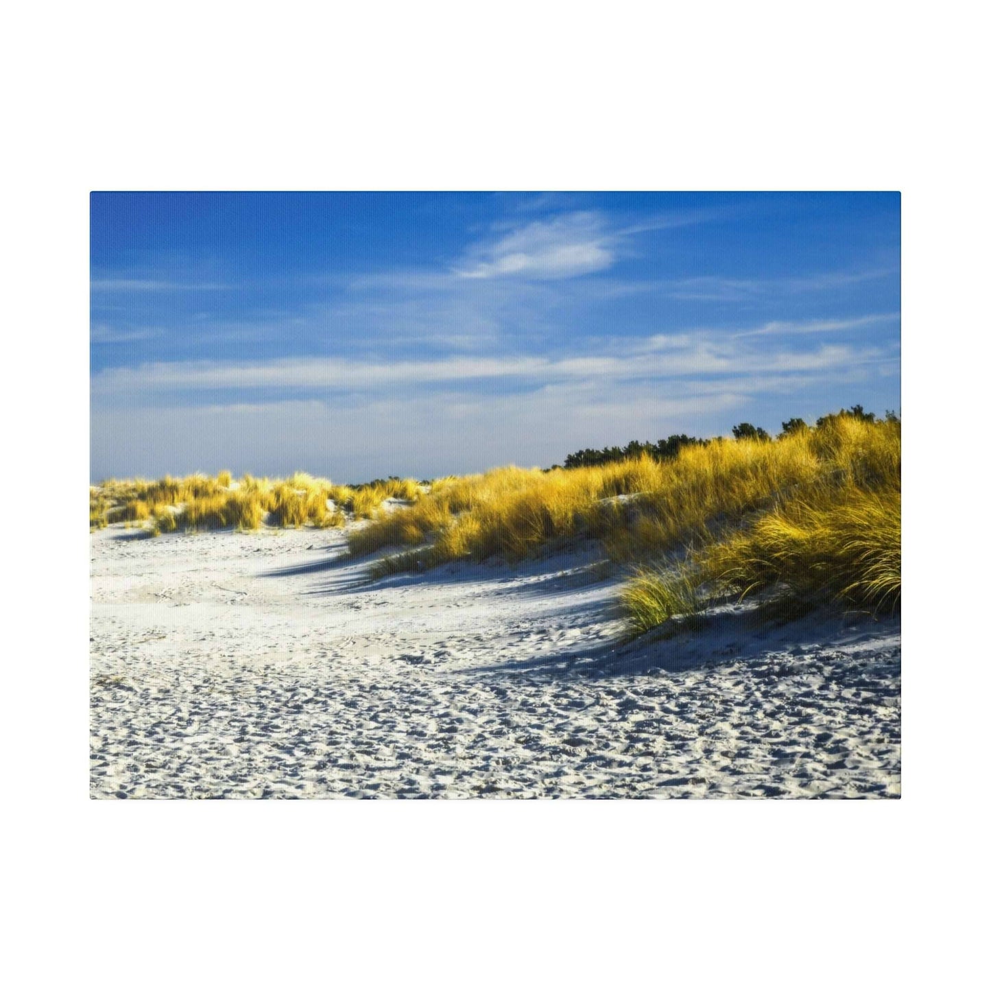 Sunlit sand dunes covered in tall, golden beach grass, casting long shadows on the pristine white sand.