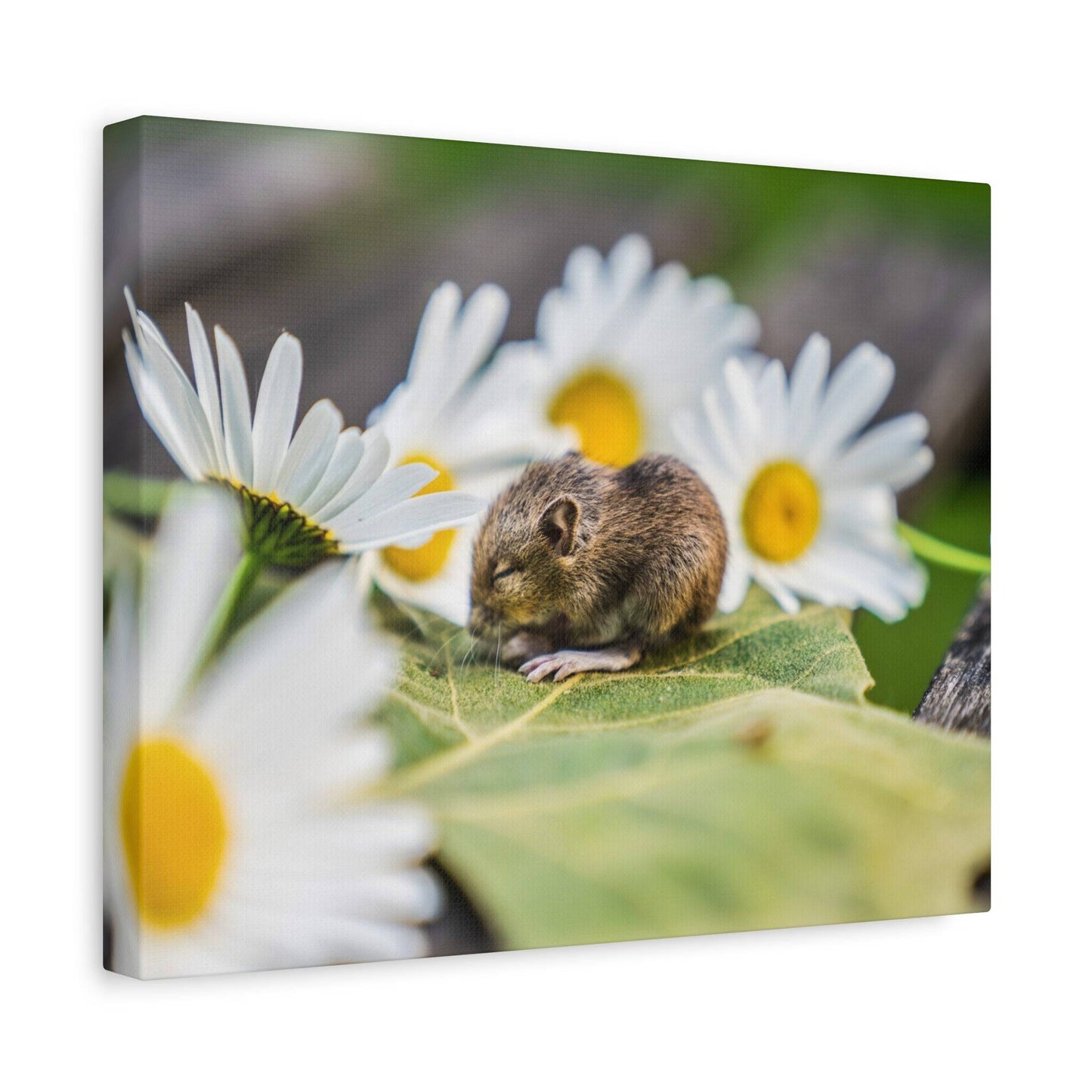 a mouse sitting on a leaf surrounded by daisies