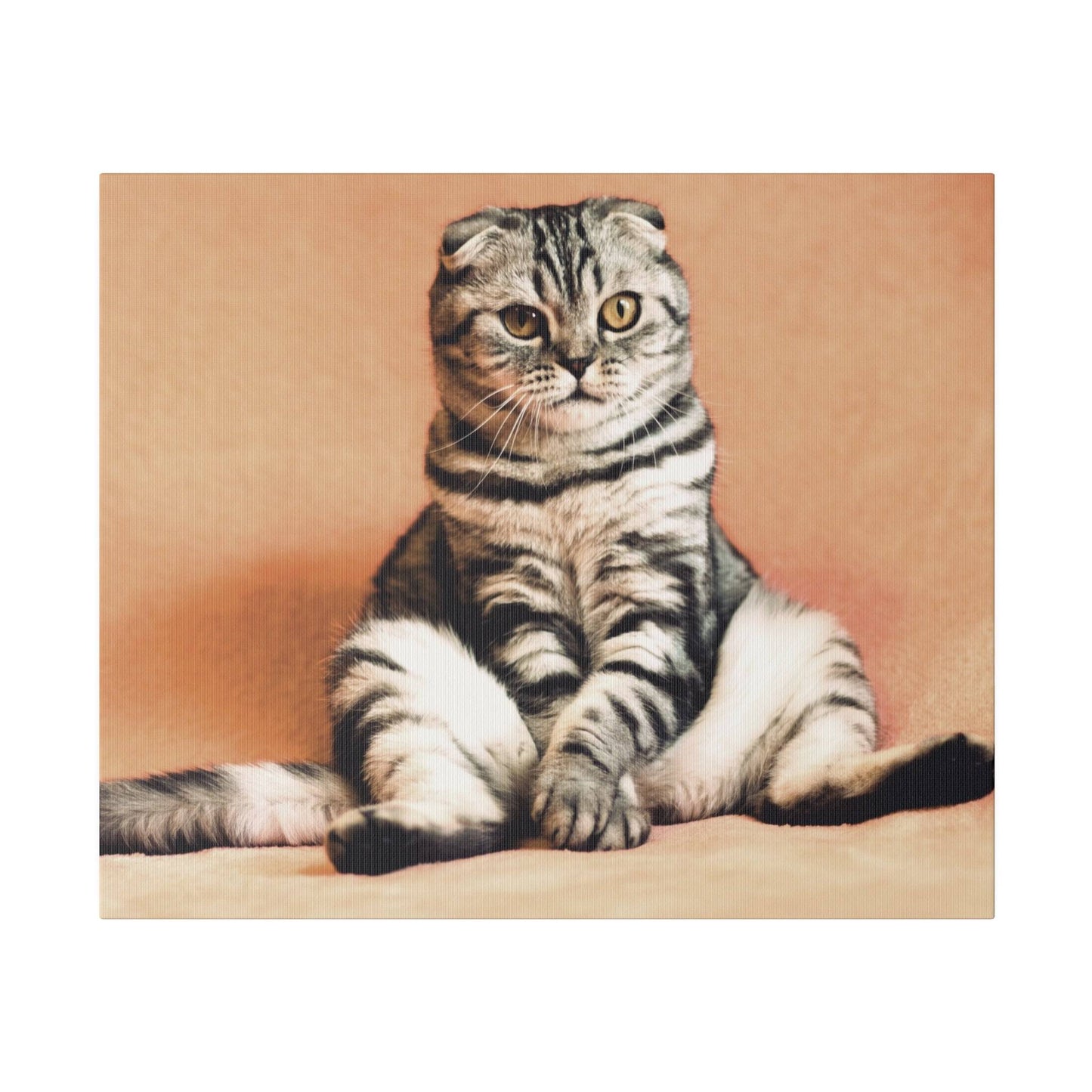 Scottish Fold cat with striking stripes, sitting on a soft surface.