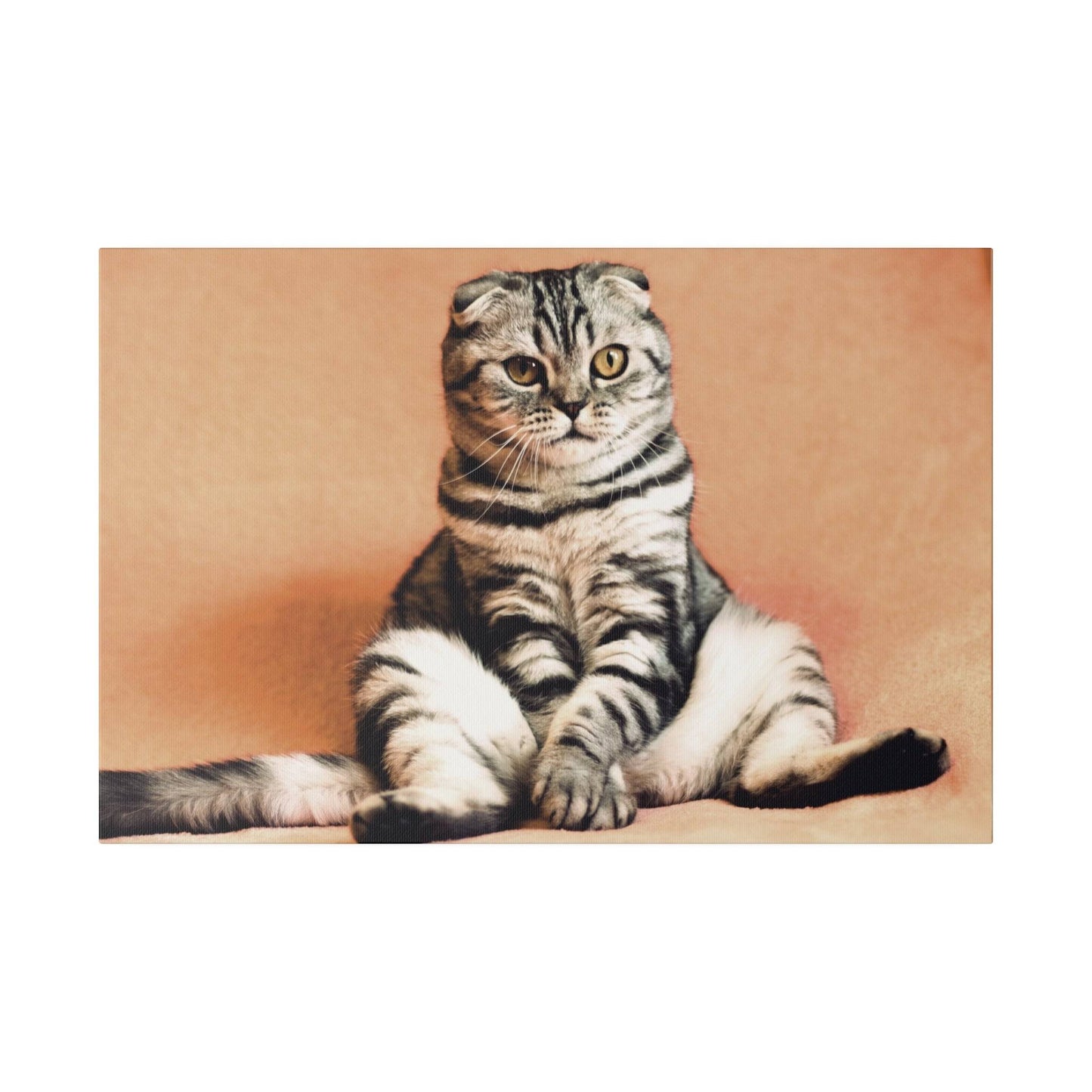 Gray and black striped Scottish Fold cat seated with an attentive expression.