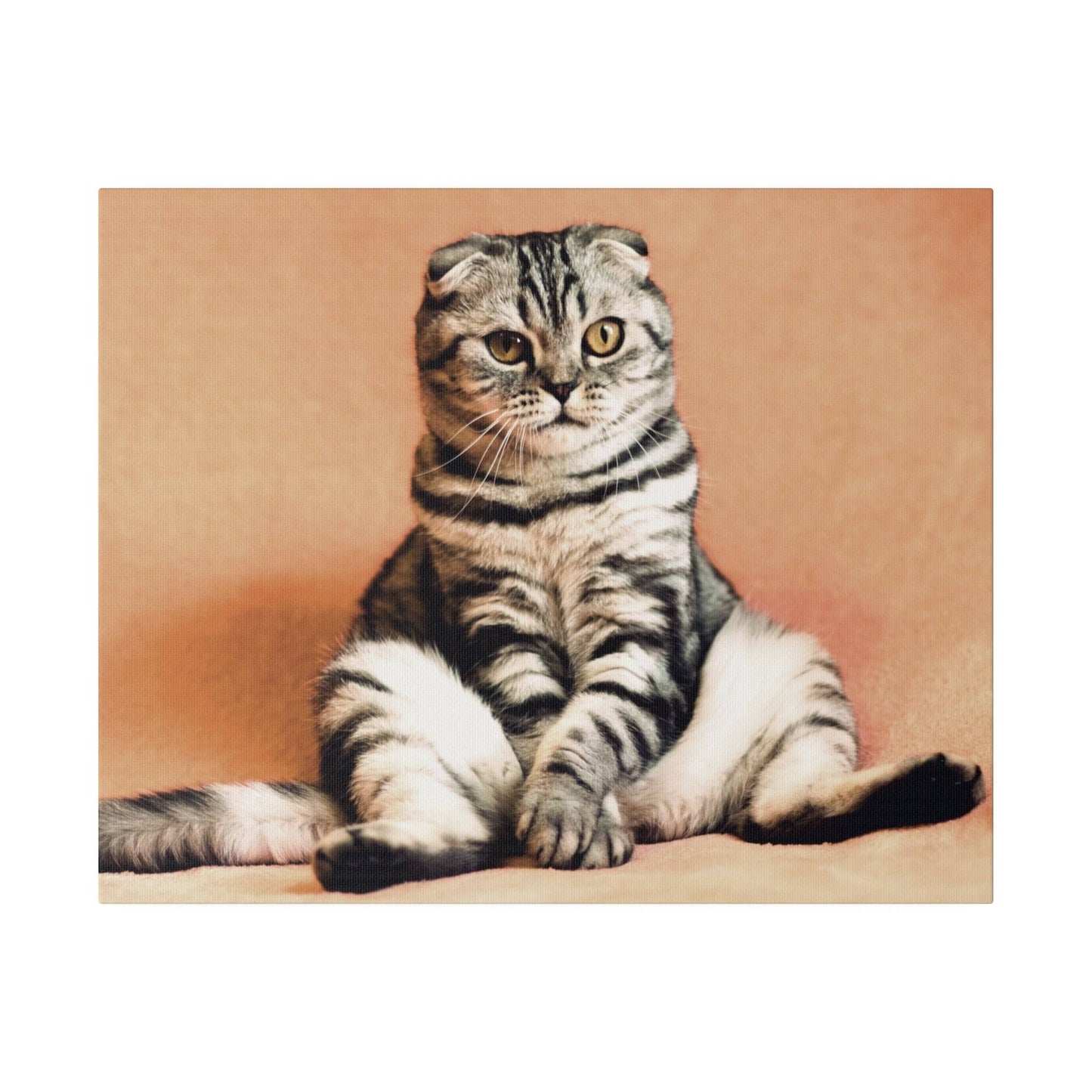 Adorable Scottish Fold cat with large eyes and folded ears, sitting comfortably.