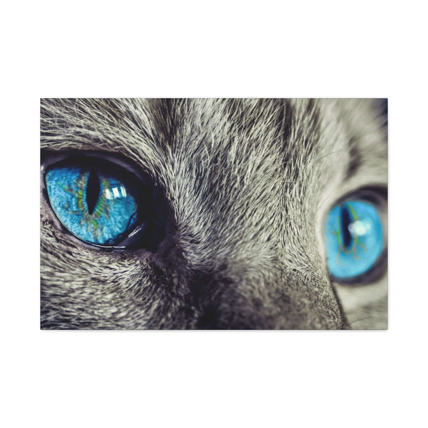 a close up of a cat's blue eyes