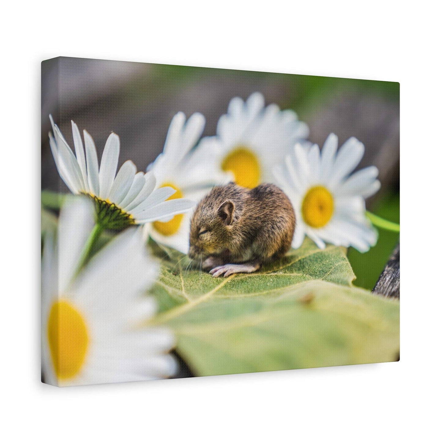 a mouse sitting on a leaf surrounded by daisies