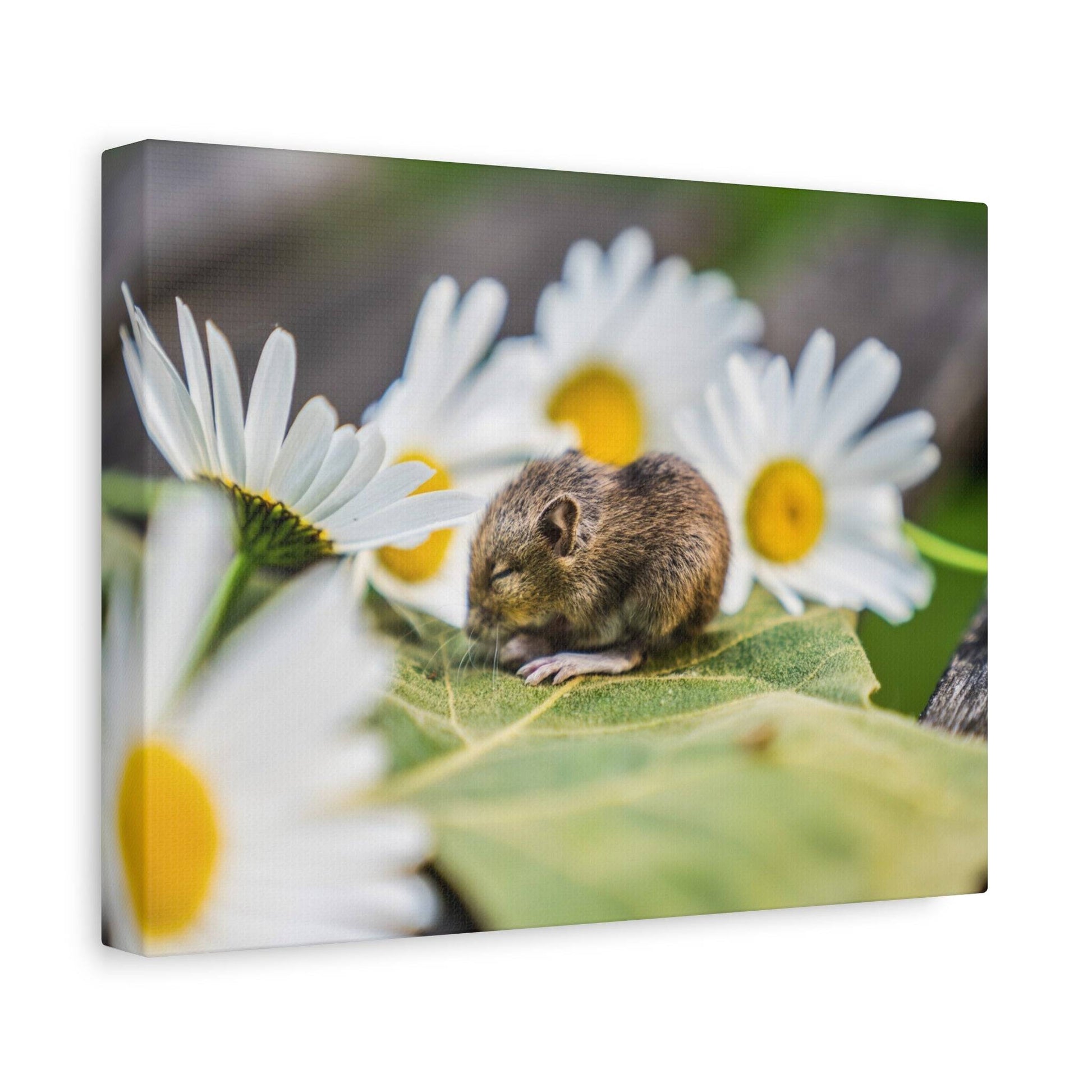 a mouse sitting on a leaf surrounded by daisies