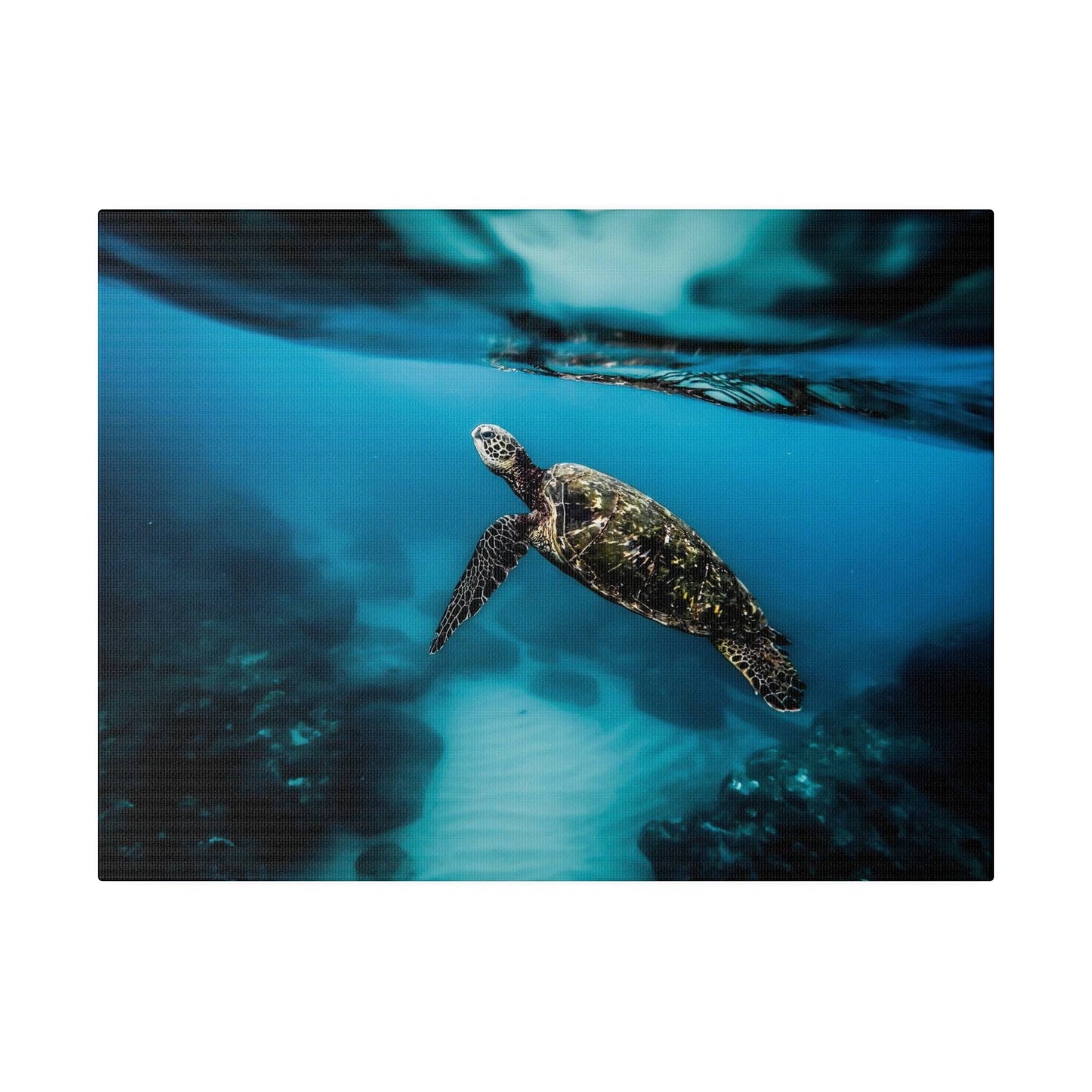 a green turtle swimming in the ocean