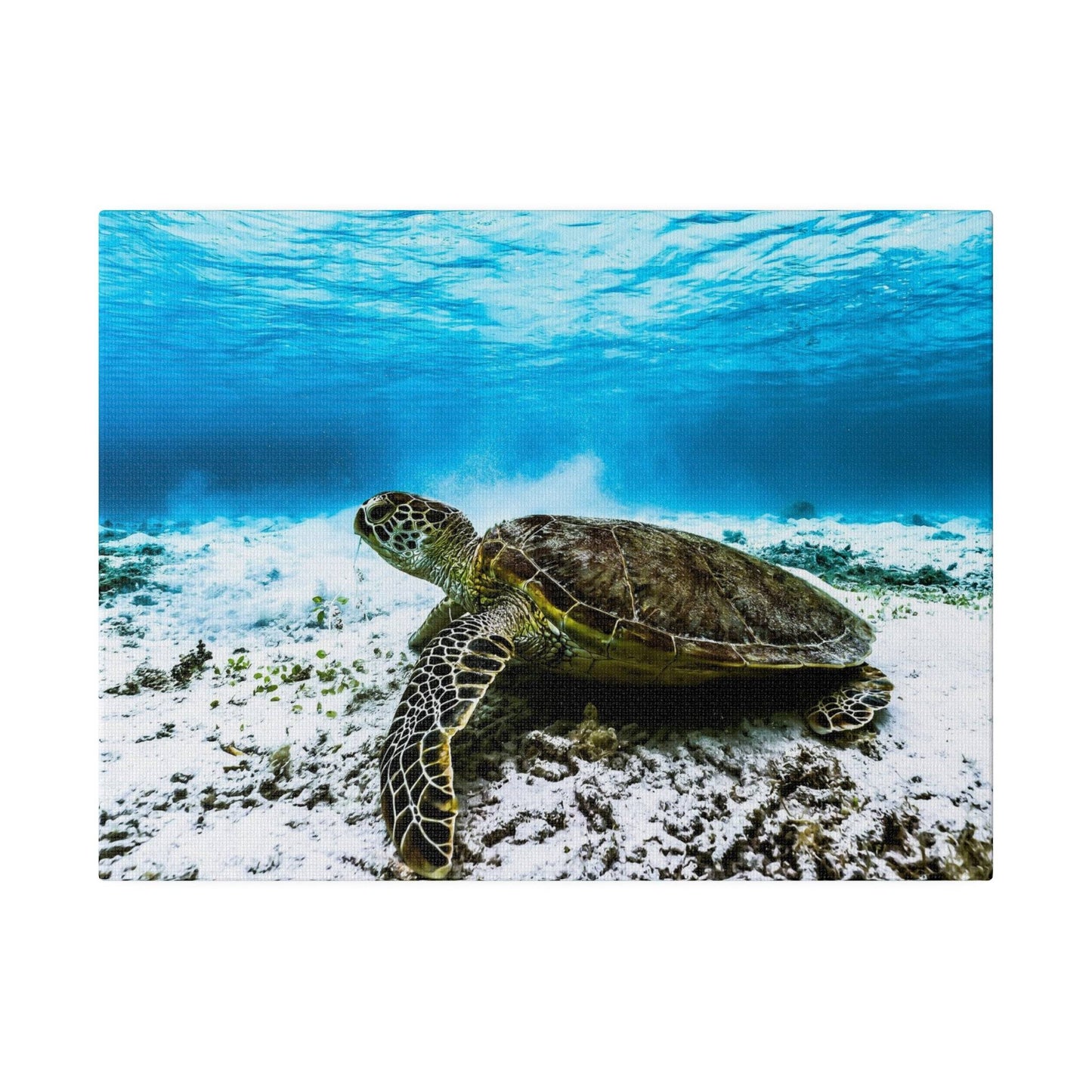 Reef Guardian: Sea Turtle Underwater Canvas Art