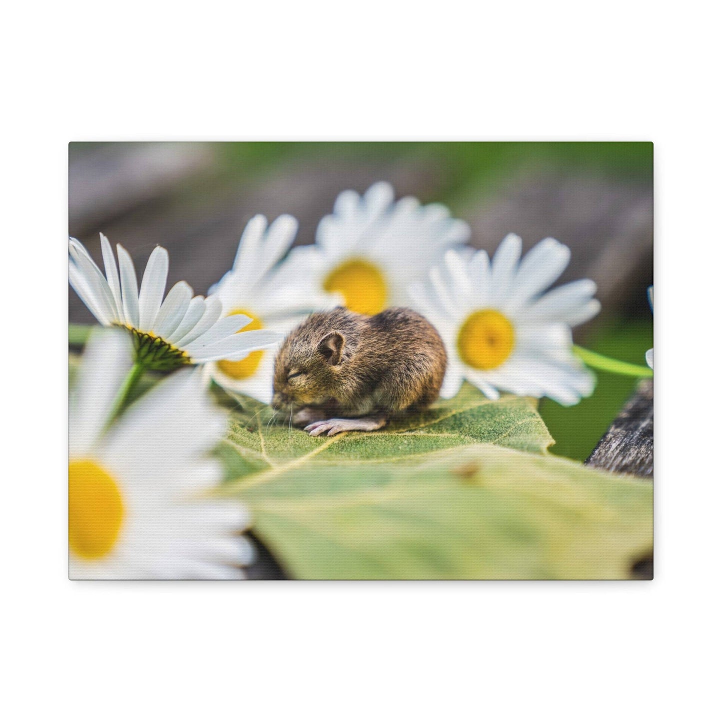 a rodent sitting on a leaf among daisies