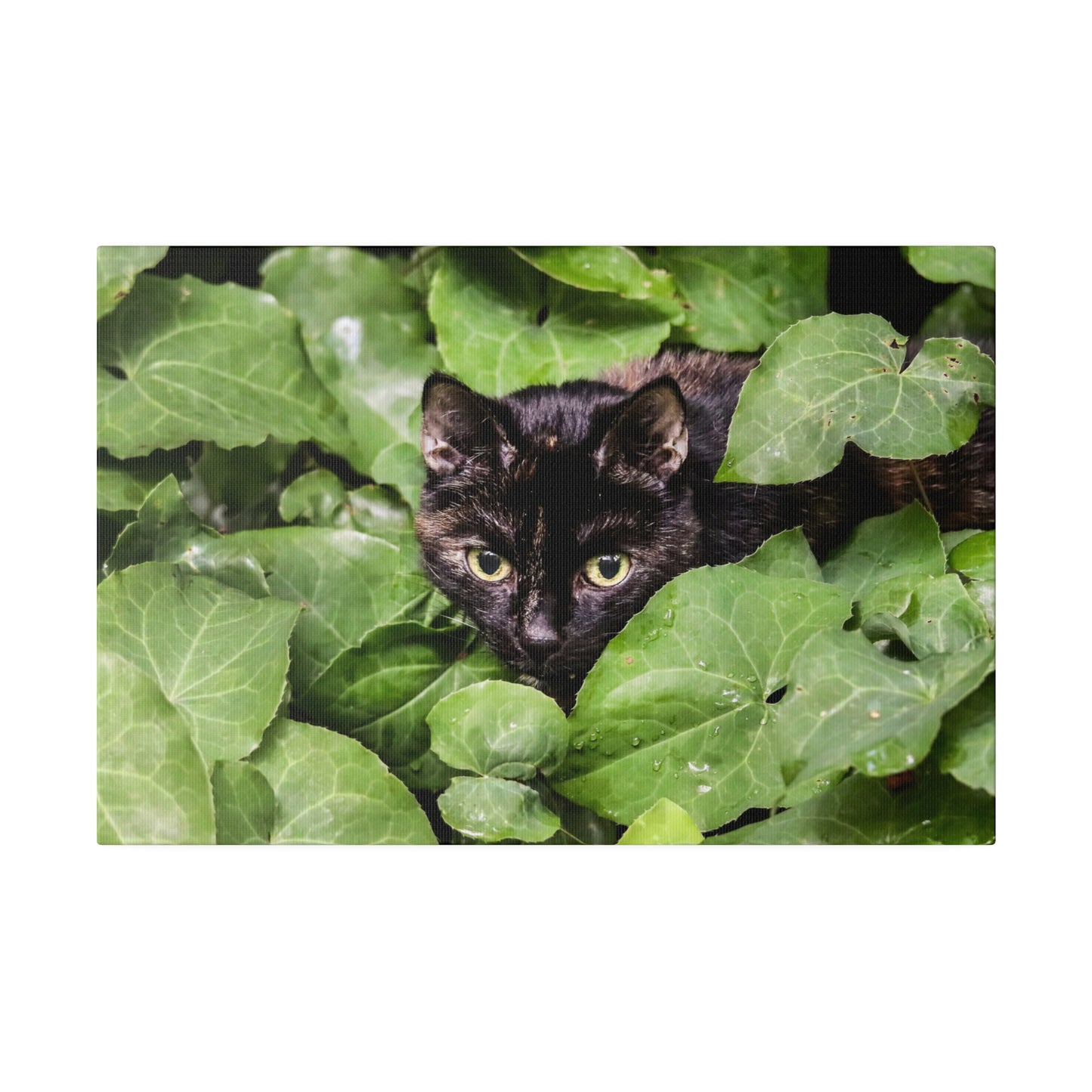 Whimsical Cat in the Garden: Vibrant Nature Canvas Art