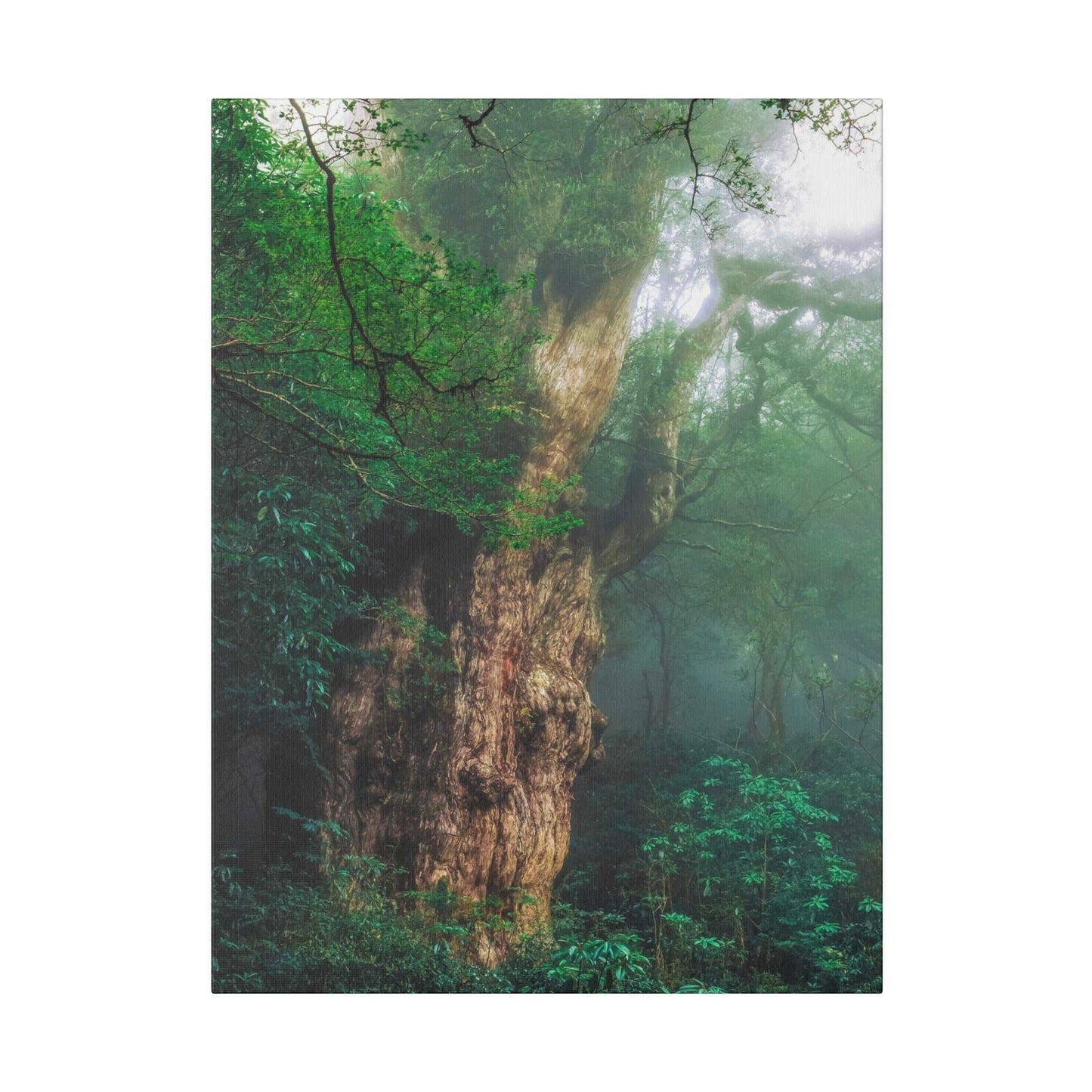 Enchanted Forest: Ancient Tree Canvas Art