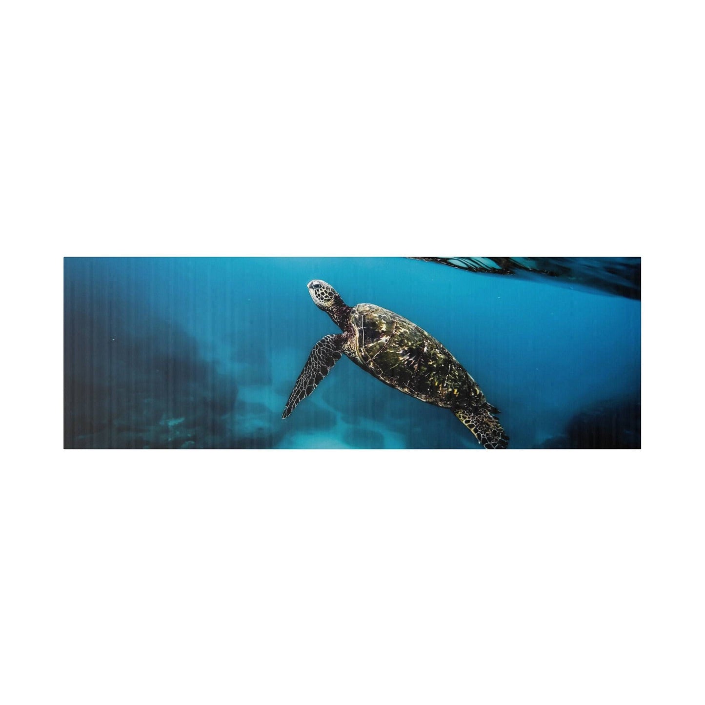 a sea turtle swimming in the ocean