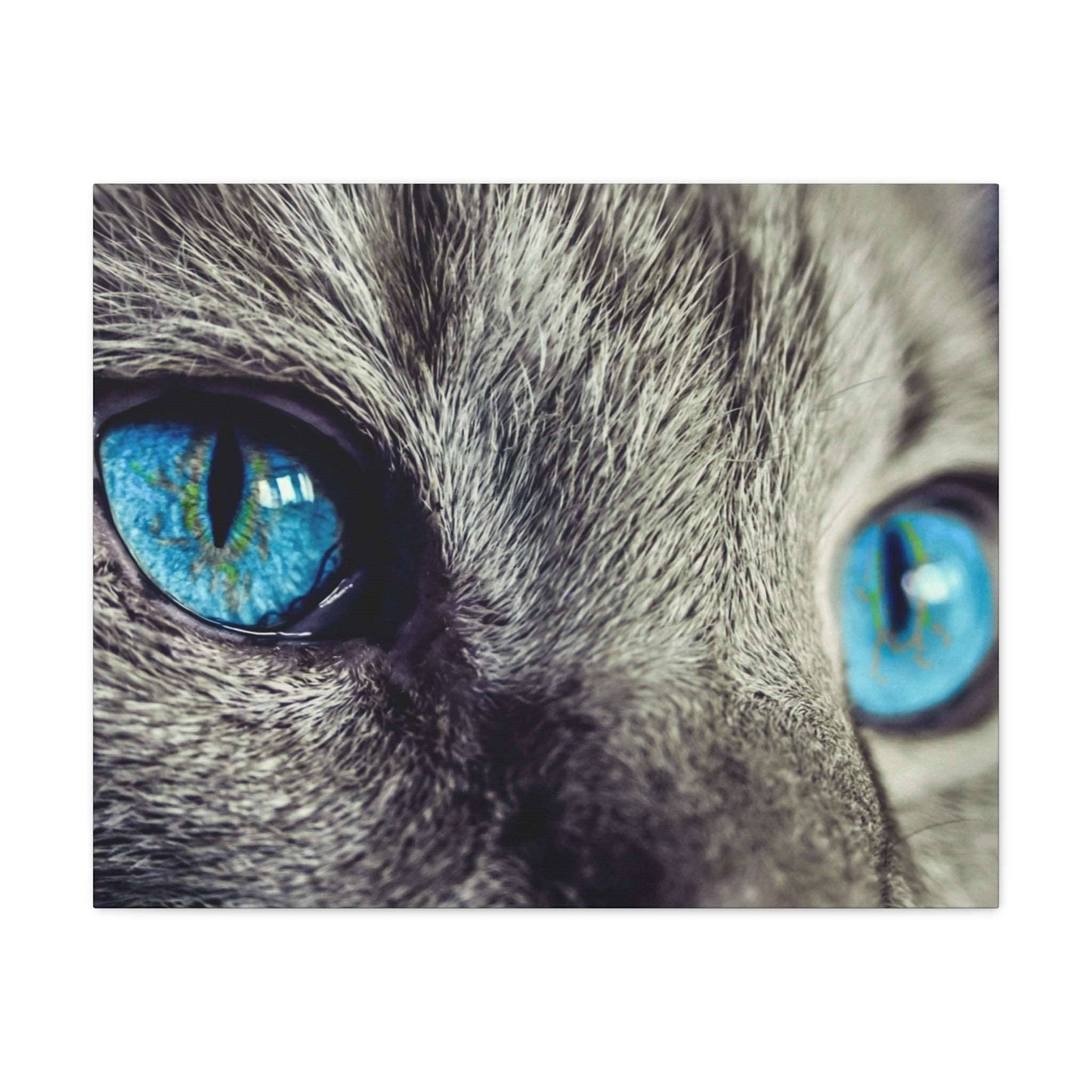 a close up of a cat's blue eyes