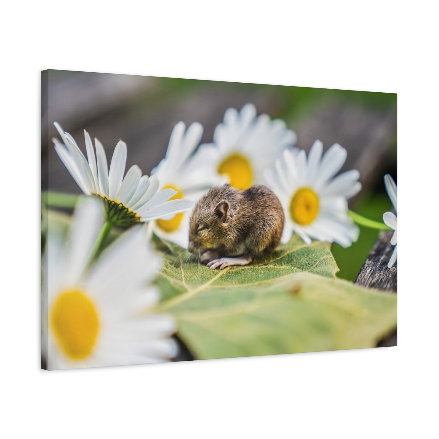 a mouse sitting on a leaf surrounded by daisies