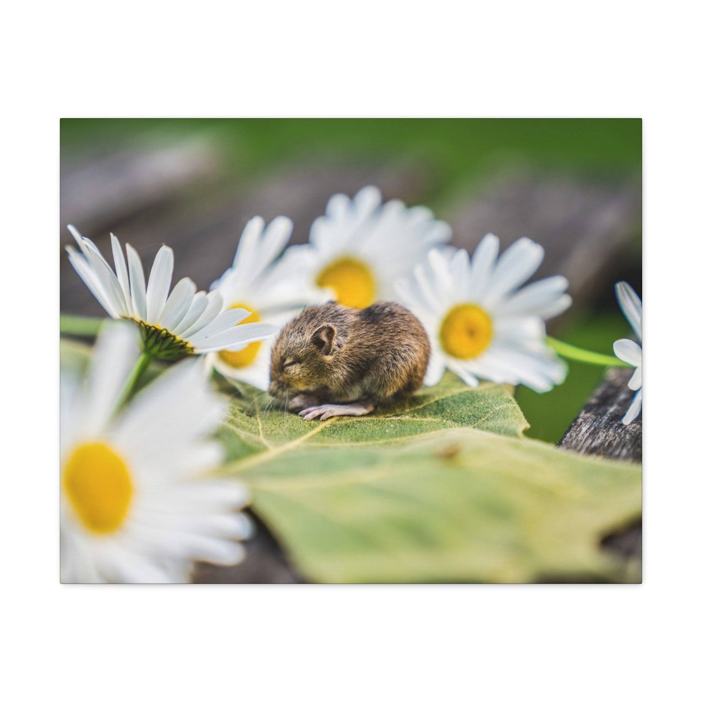 a mouse sitting on a leaf surrounded by daisies