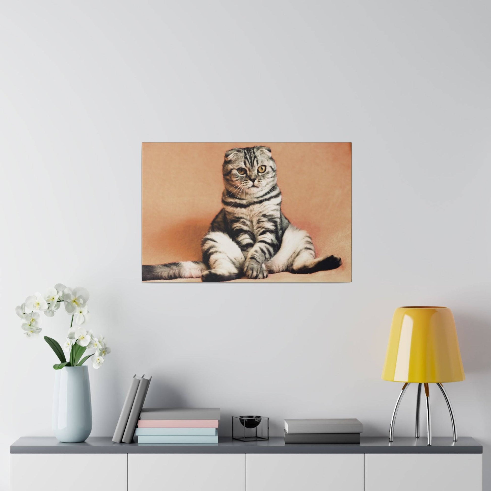 Scottish Fold cat with a relaxed pose, displaying its beautiful stripes.