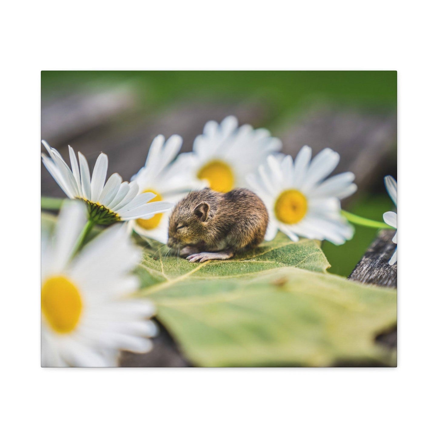 a mouse sitting on a leaf surrounded by daisies