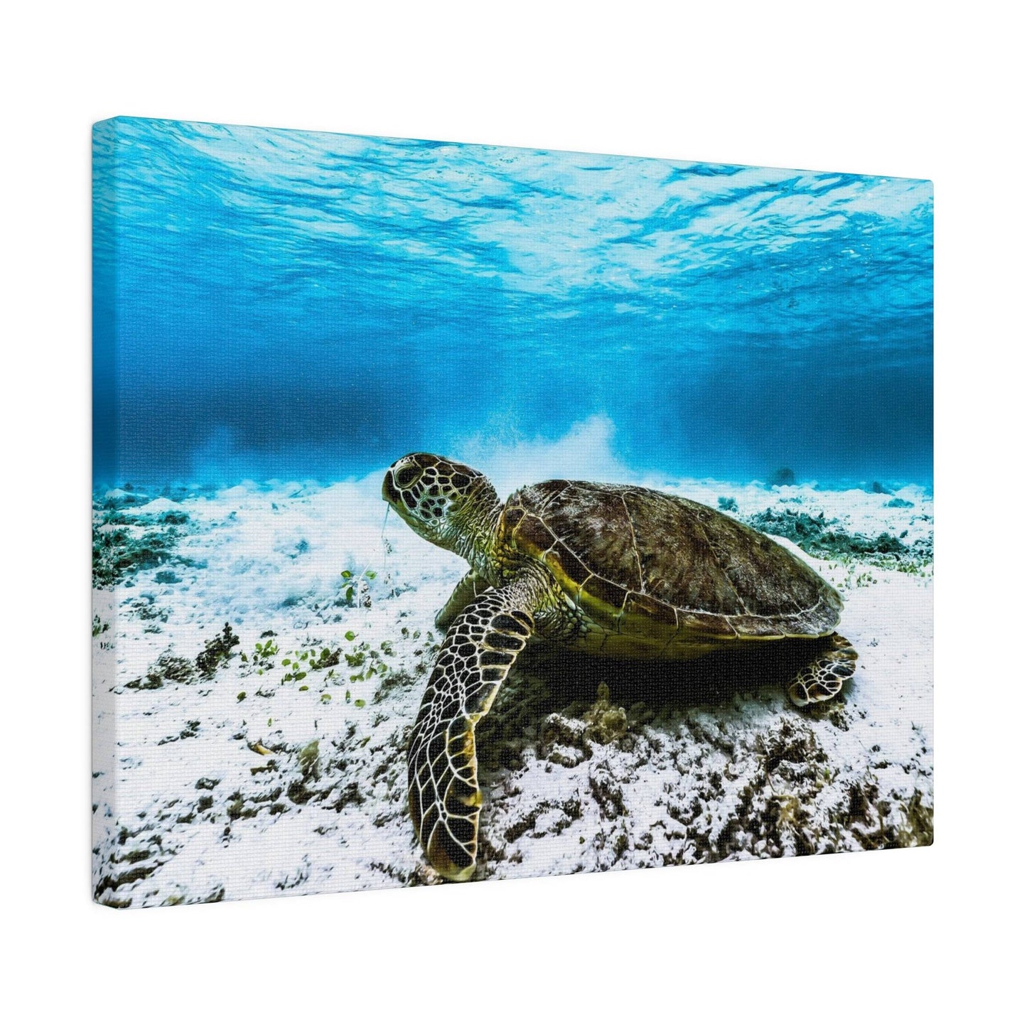 Reef Guardian: Sea Turtle Underwater Canvas Art