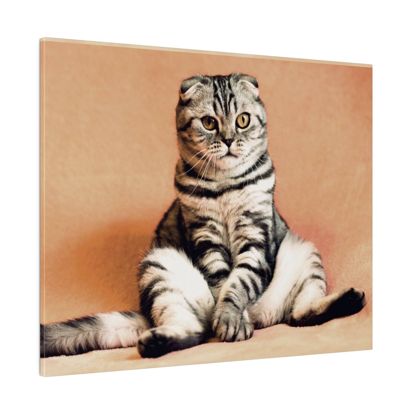 Scottish Fold cat with folded ears, showcasing a unique fur pattern.