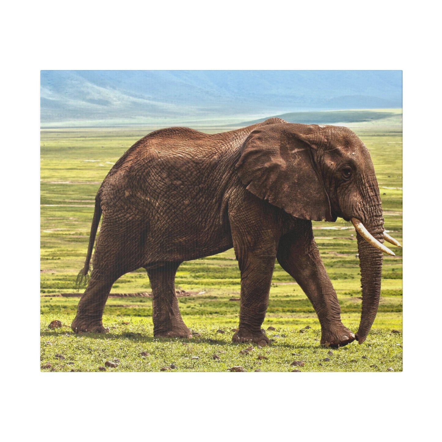 Majestic Savannah Elephant - Wildlife Canvas Art