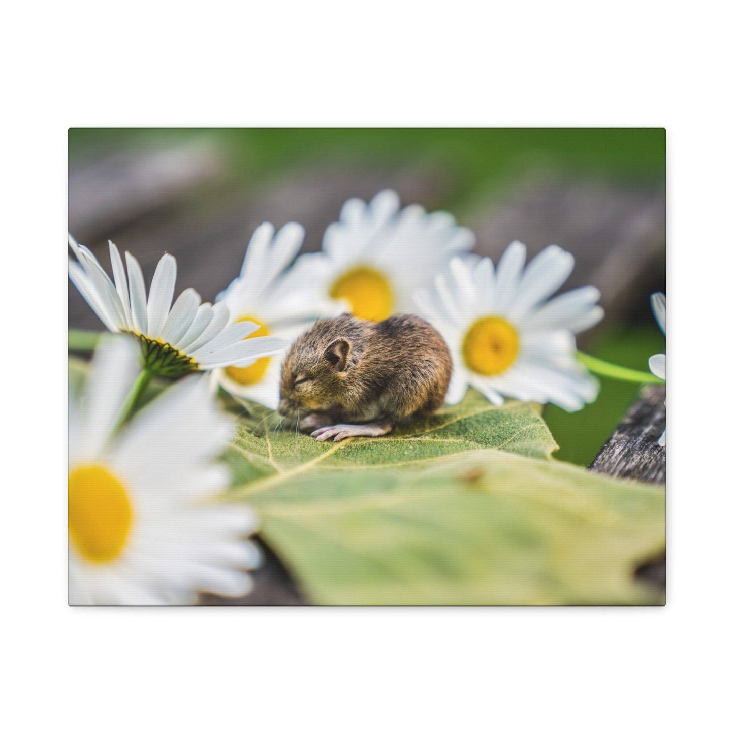 a mouse sitting on a leaf surrounded by daisies