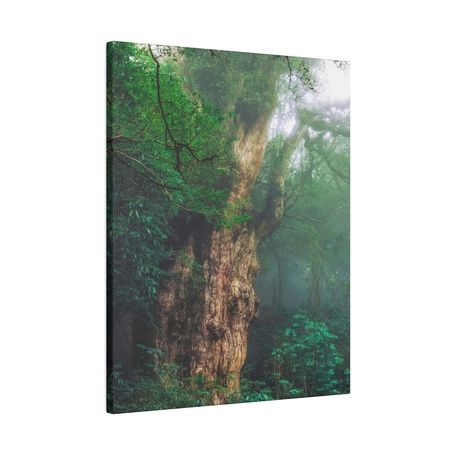 Enchanted Forest: Ancient Tree Canvas Art