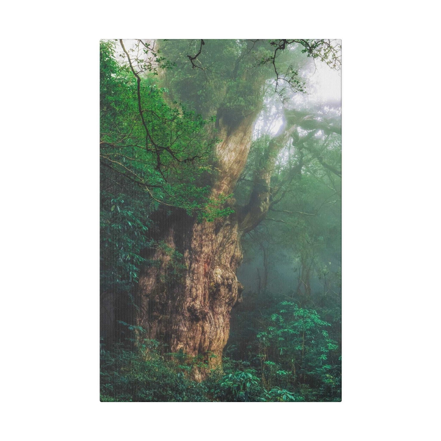 Enchanted Forest: Ancient Tree Canvas Art