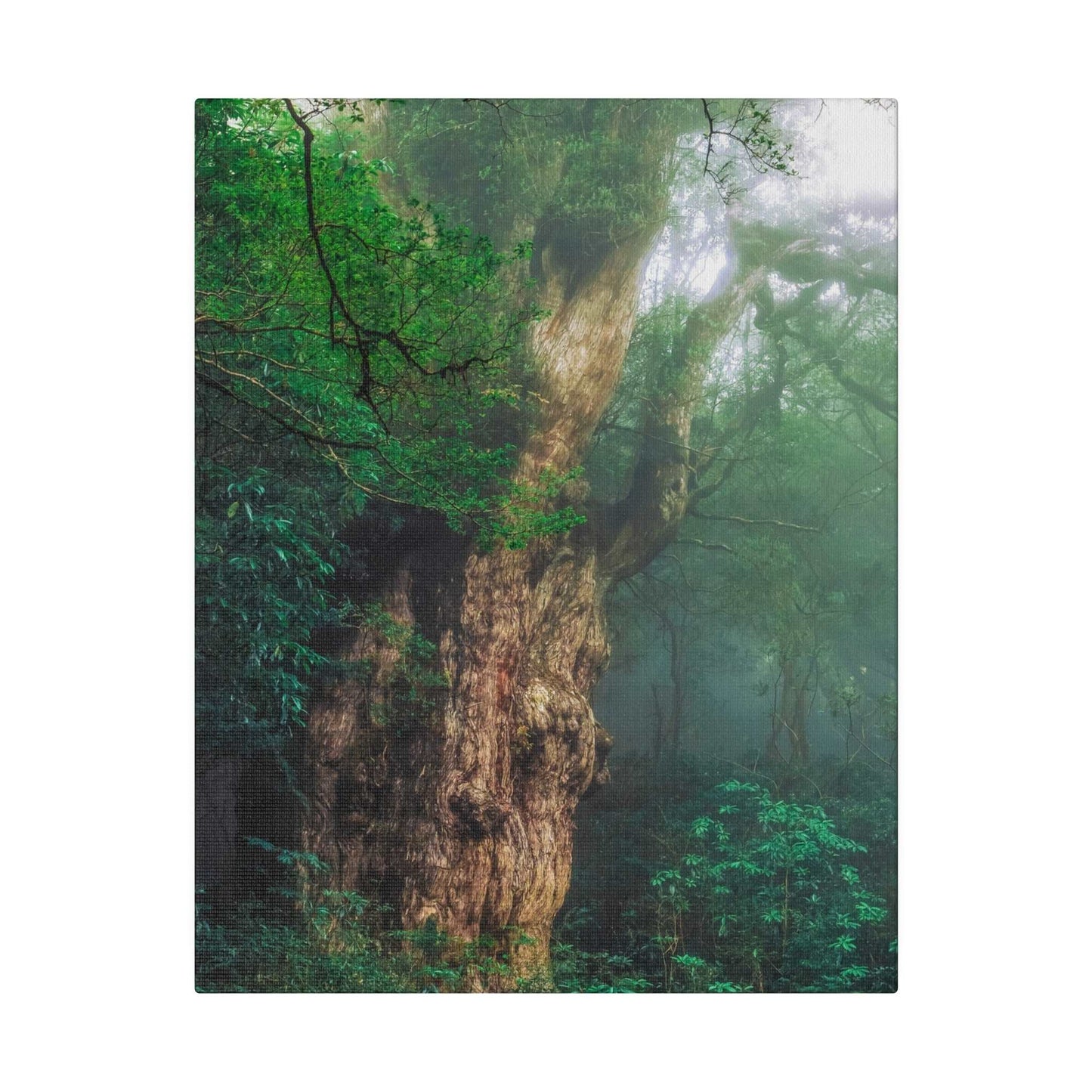 Enchanted Forest: Ancient Tree Canvas Art