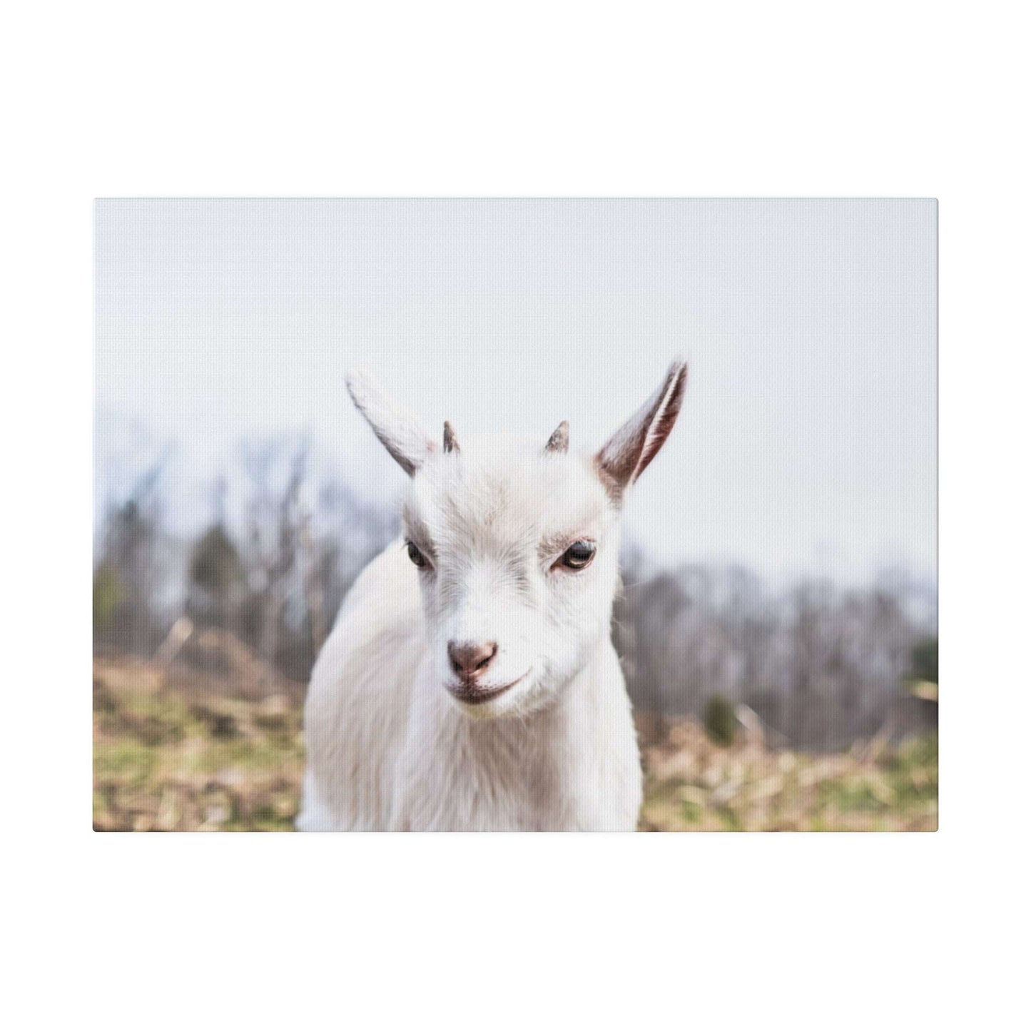 Curious Kid: Charming Goat Portrait Canvas Art