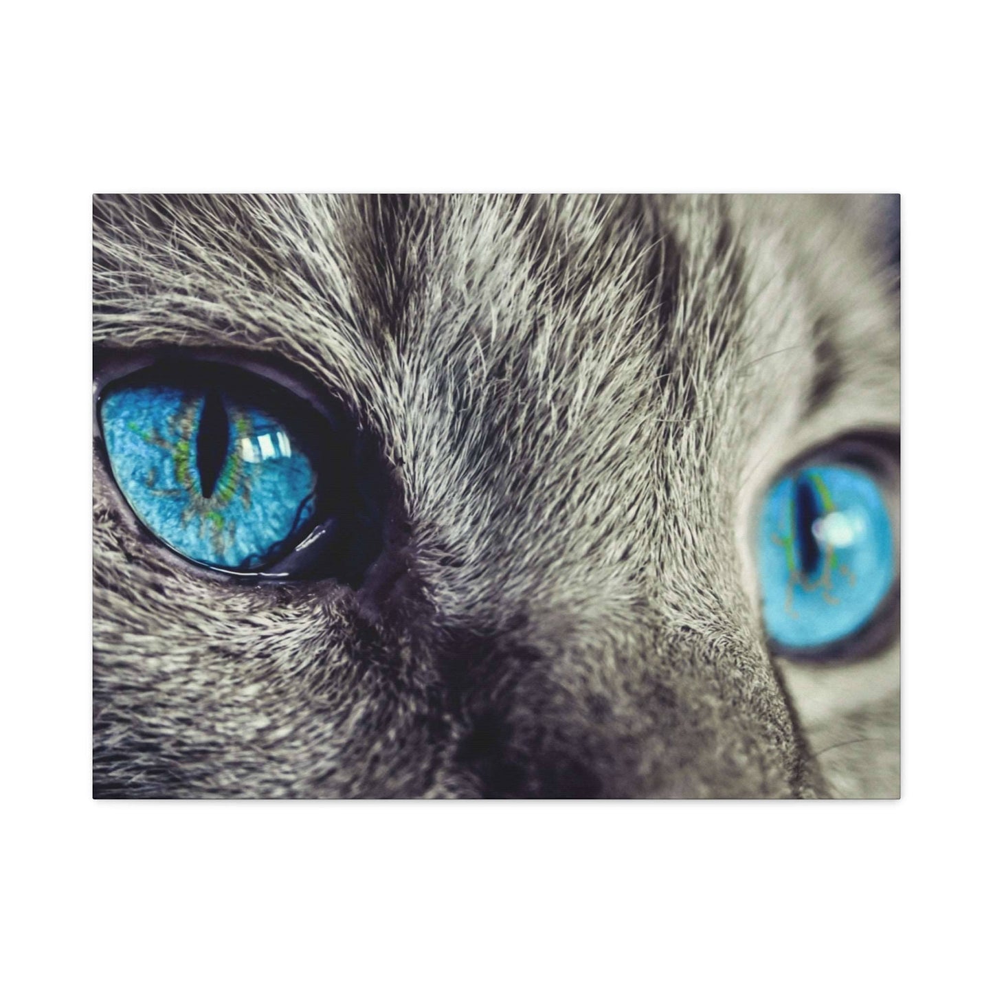 a close up of a cat's blue eyes