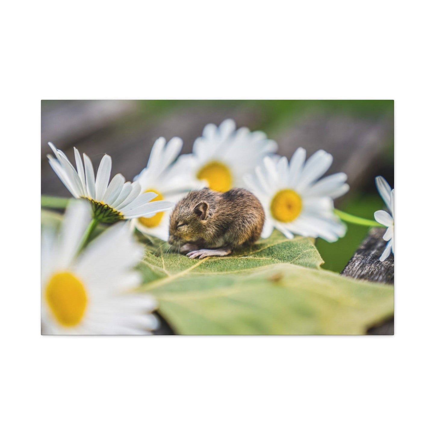 a mouse sitting on a leaf surrounded by daisies