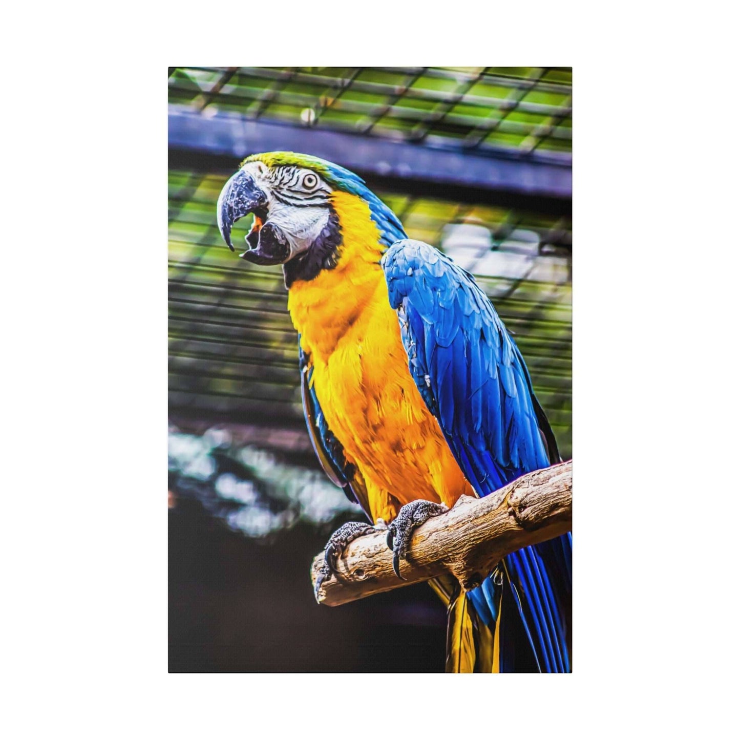 Vibrant Tropics: Macaw Parrot Canvas Print - A Splash of Jungle Colors