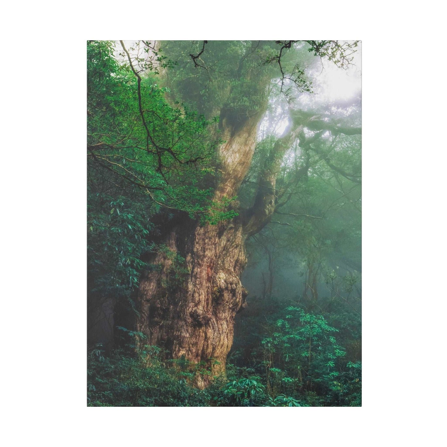 Enchanted Forest: Ancient Tree Canvas Art