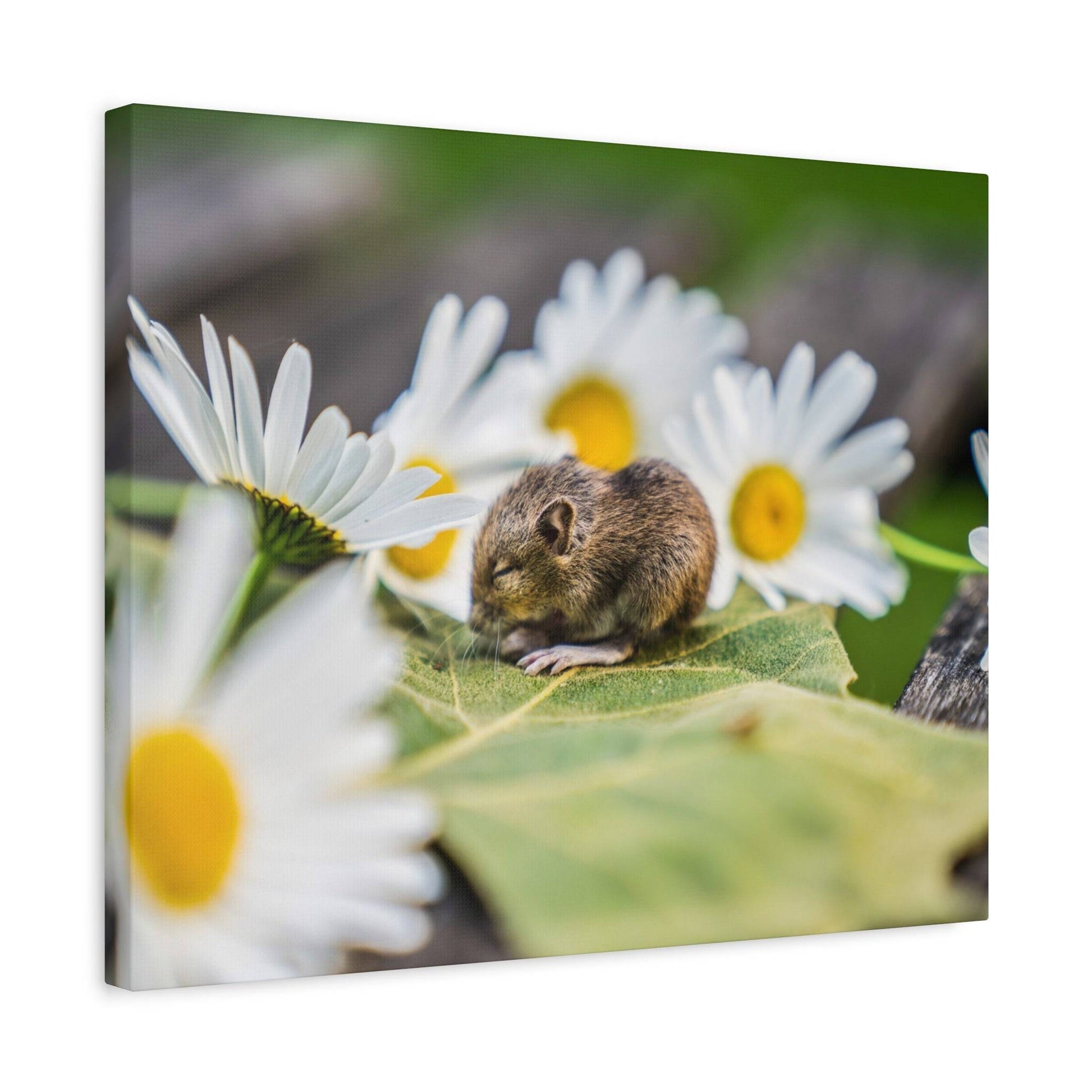 a mouse sitting on a leaf surrounded by daisies