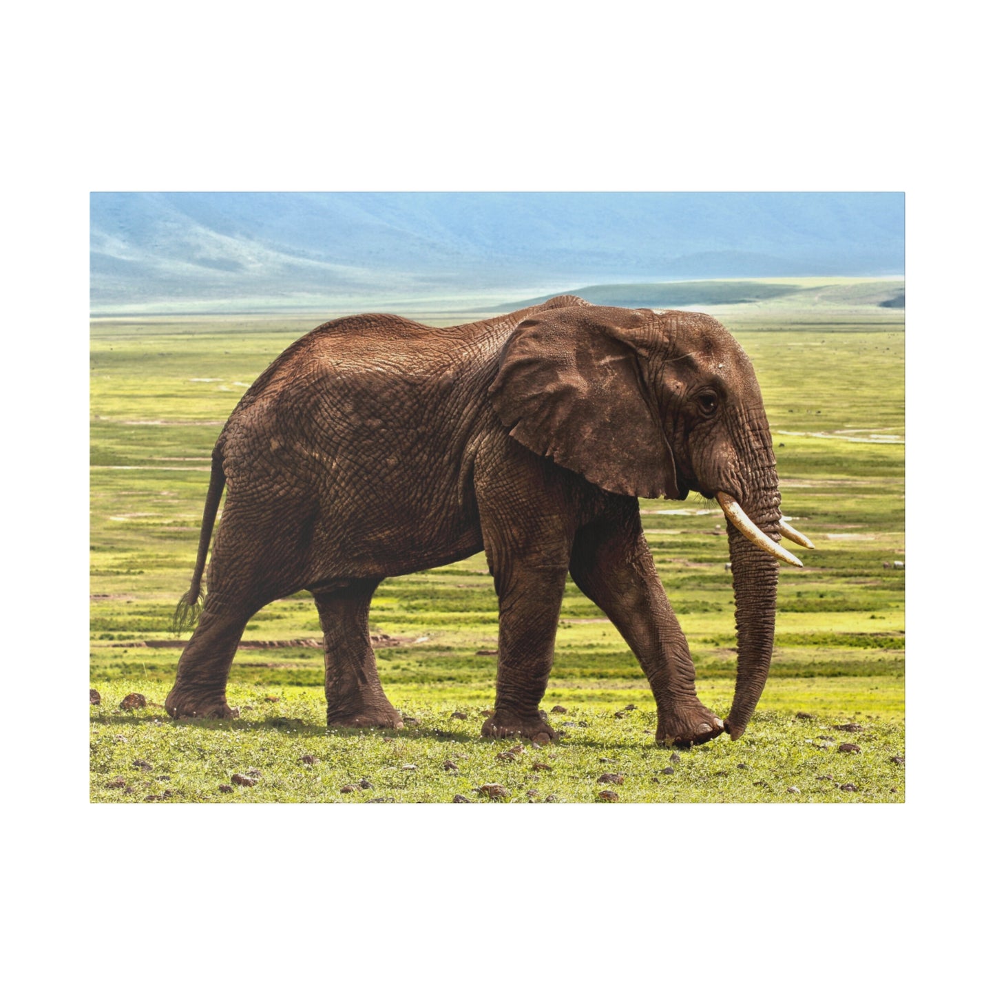 Majestic Savannah Elephant - Wildlife Canvas Art